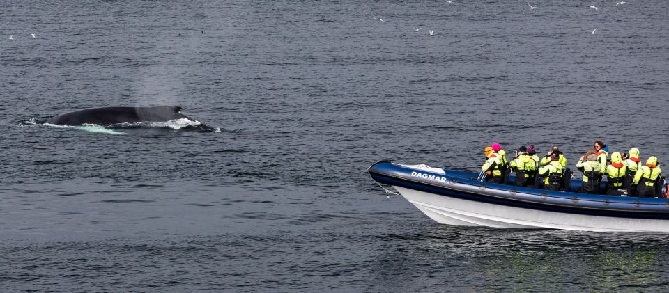 Reykjavik: Whale Watching Tour by RIB Boat - Safety Restrictions