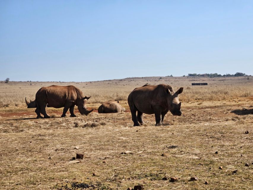 Rhino and Lion Park (Safari) and Cradle (Maropeng Museum) - Customer Reviews and Ratings