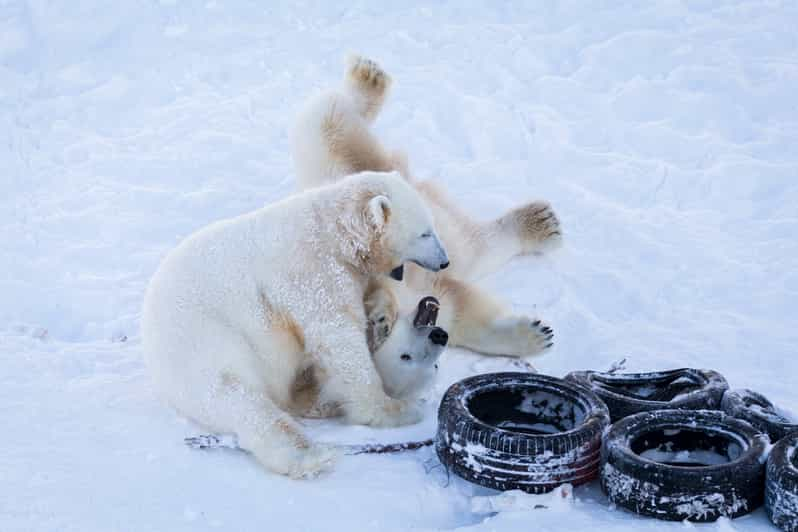 Rovaniemi: Day at Ranua Wildlife Park Arctic Zoo - Dining Options During the Visit