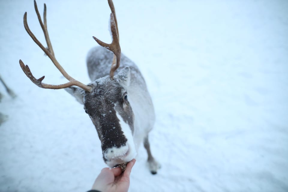 Rovaniemi Highlight Husky, Reindeers Sledge Ride Santa Claus - Language Options Available