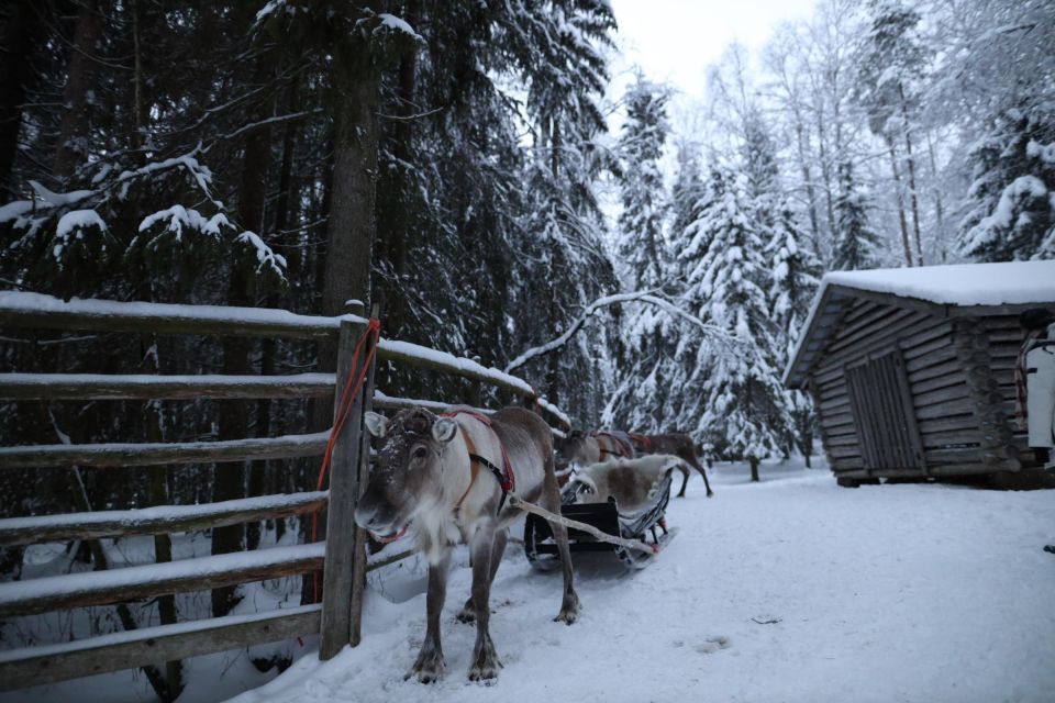 Rovaniemi: Husky and Reindeer Farm Visit With Sleigh Rides - What to Expect on the Farm