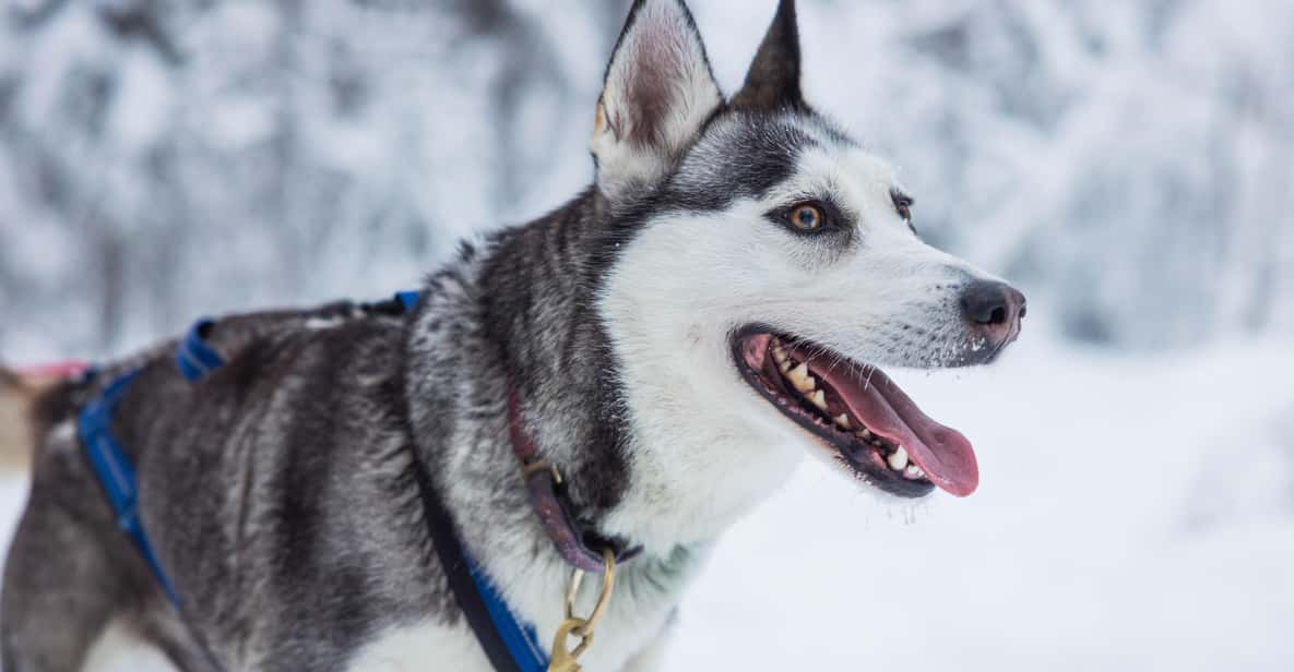 Rovaniemi: Husky Hugging and Sleigh Ride Adventure - Customer Reviews and Ratings