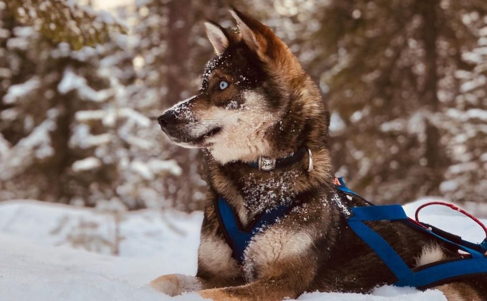 Rovaniemi: Husky Safari Tour & 6-10 Km Self-Driving Mushing - Preparing for Your Adventure