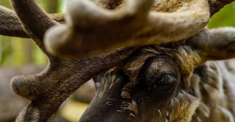 Rovaniemi: Reindeer Farm Visit in the Summer - Customer Ratings