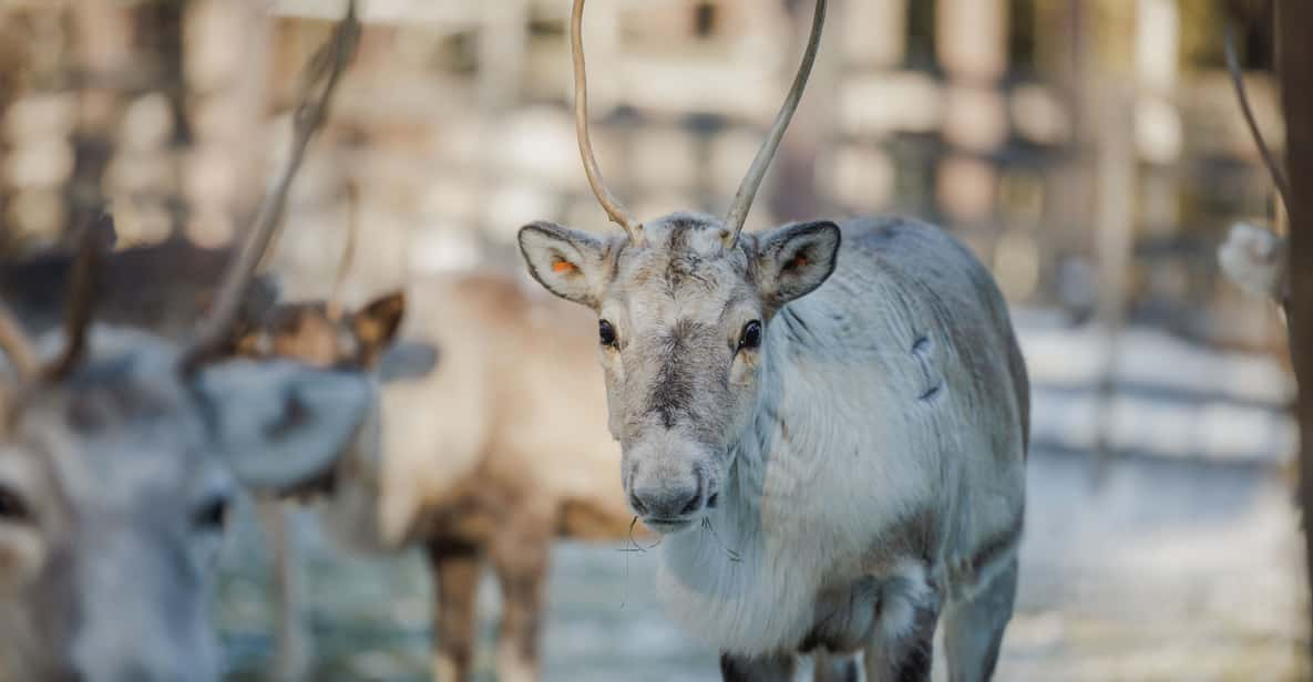 Rovaniemi: Reindeer Farm Visit With Sleigh Ride - Tips for Your Visit