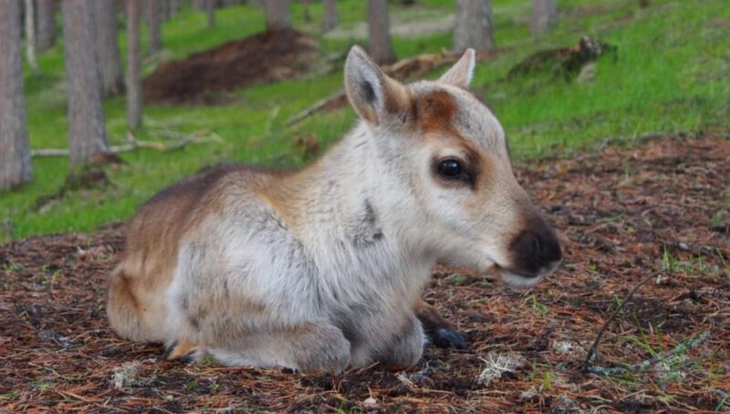 Rovaniemi: Reindeer Summer Farm Visit Tour - Preparing for Your Visit