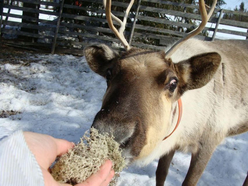 Rovaniemi: Santa Claus Village, Husky Farm, Reindeer Farm - Participant Age Categories