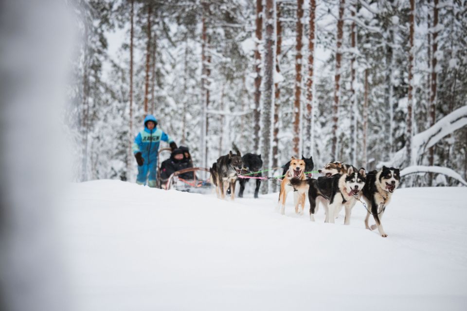 Rovaniemi: Snowmobile Tour and Reindeer Farm Experience - What to Expect