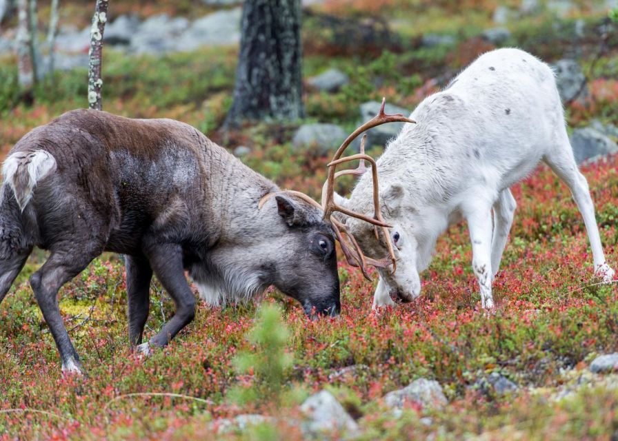 Rovaniemi: Summer Reindeer Farm Experience - What to Expect