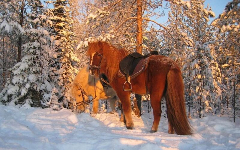 Rovaniemi: Winter Horse Riding in Arctic Nature - Inclusions and Equipment