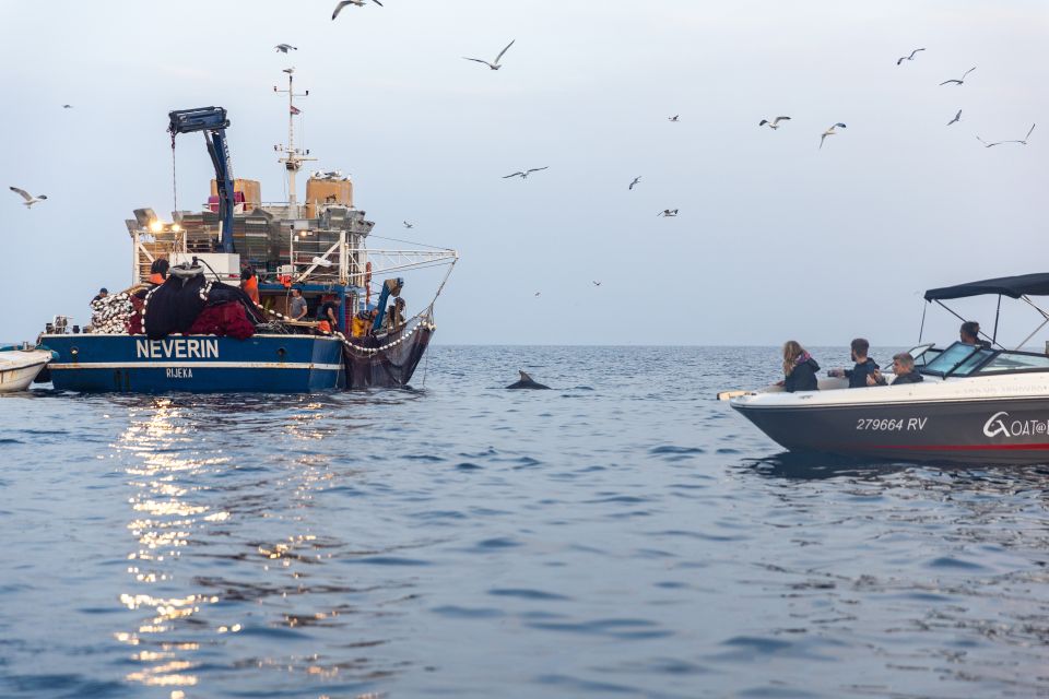 Rovinj: Sunrise Dolphins & Fishermen at Work Speedboat Tour - Customer Reviews