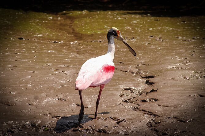Safari One Day Tour With Butterflies Monkeys Crocodiles Birds - Tour Logistics and Accessibility