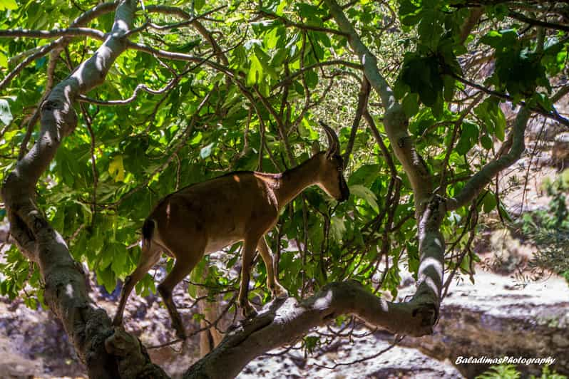 Samaria National Park Private Hiking Tour - Frequently Asked Questions