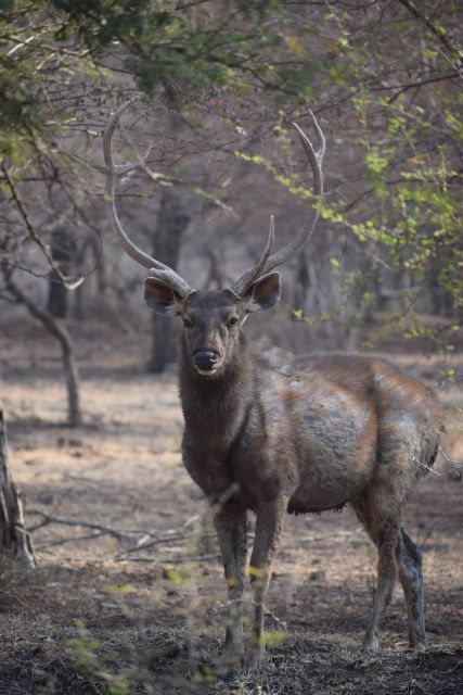 Same Day Ranthambhore WildLife Tour From Jaipur - Safari Vehicle Options