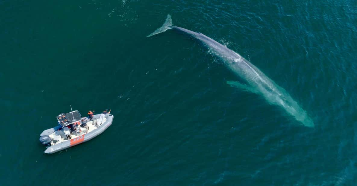 San Diego: Whale and Dolphin Watching Speedboat Tour - Restrictions and Safety