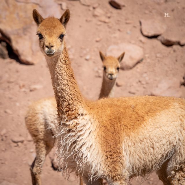 San Pedro De Atacama: Wildlife Safari and Photography Tour - Photography Tips