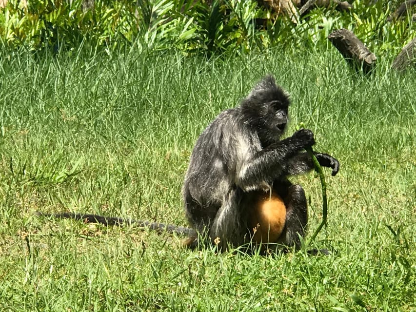 Sandakan: Orangutan Sanctuary Shared Day Trip Tour - What to Bring