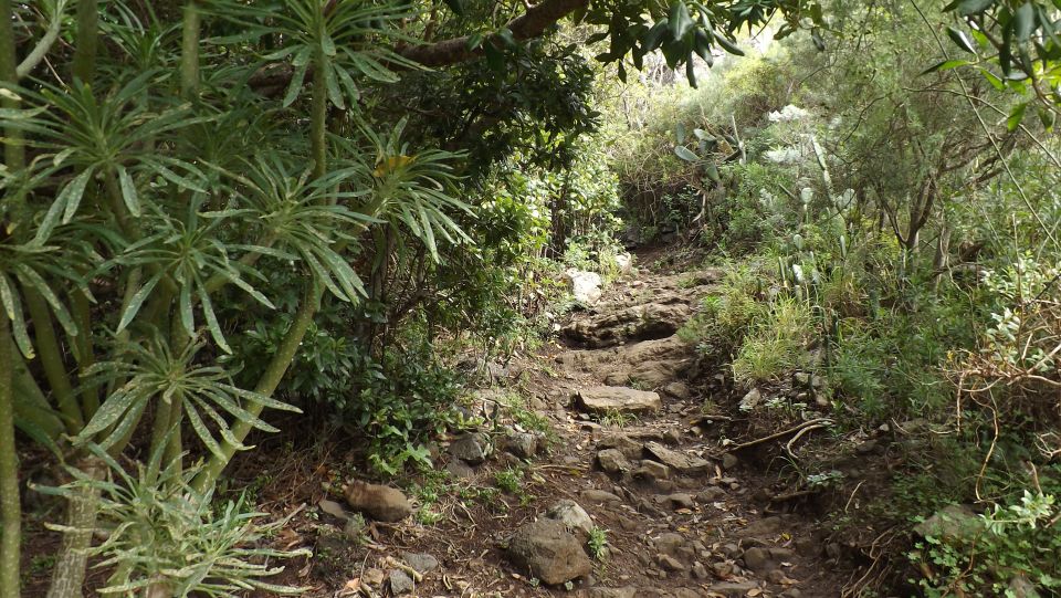 Santa Cruz De Tenerife: 2-Hour Hiking Tour in Anaga Forest - Meeting Point