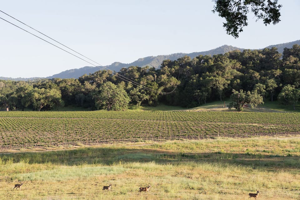 Santa Margarita: 6-Zipline Course Sunset Experience Ticket - Tips for a Memorable Experience