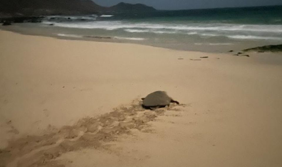 Santa Maria, Sal Island: Sea Turtle Watching Experience - Observation Guidelines