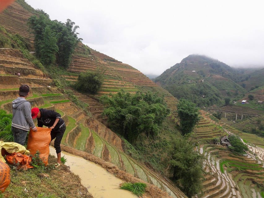 Sapa Beautiful Rice Field, Village - Easy Walking Kid,Senior - Customer Reviews and Feedback