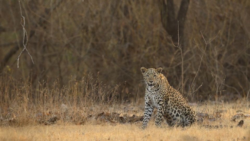 Sasan Gir: Devalia Park Safari With Skip-The-Line Access - Transportation to Devalia Park