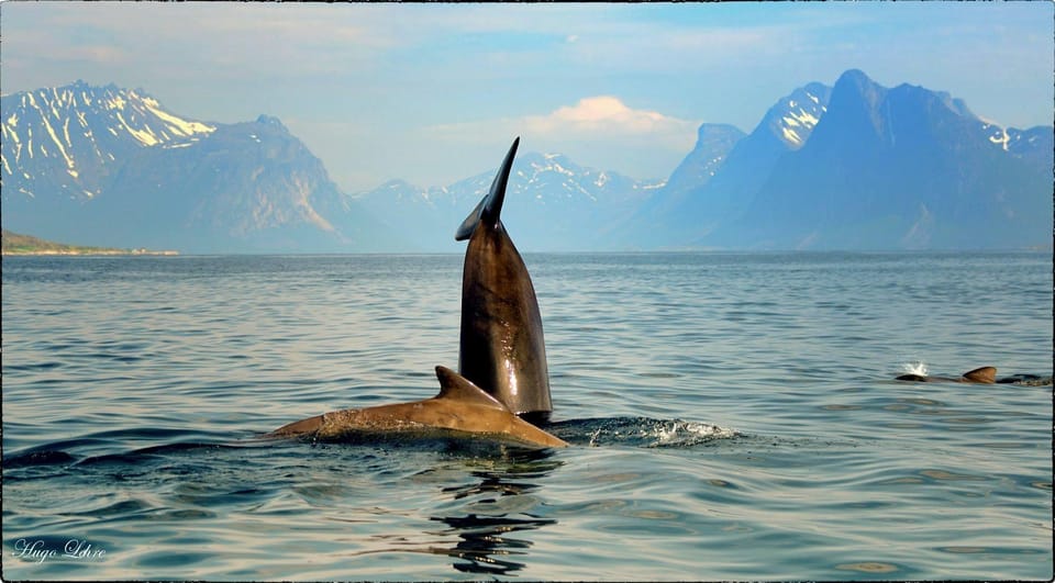 Senja: Deep Sea Whale Safari by RIB Boat - Booking and Cancellation Details