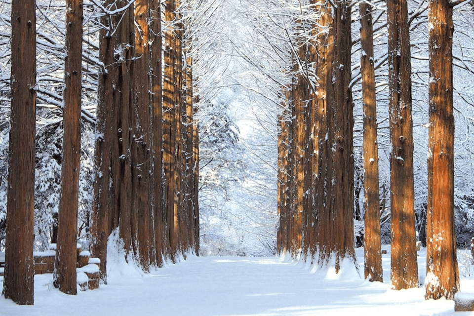 Seoul: Snowyland in Vivaldi Park With Nami or Alpaca - Activities and Experiences