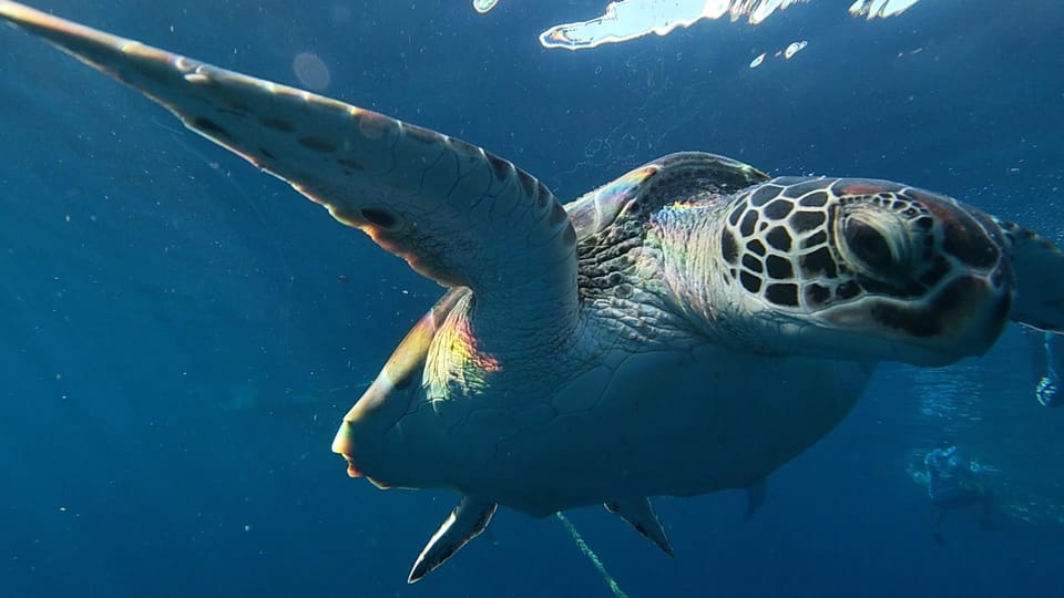 Shared Tour: Moalboal Snorkeling Adventure & Canyoneering - Important Information and Recommendations