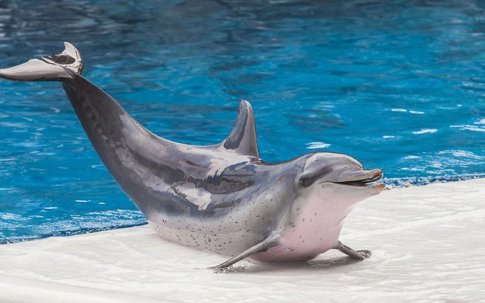 Side/Turks: Alanya Dolphin Show With Hotel Transfer Option - Meeting Points