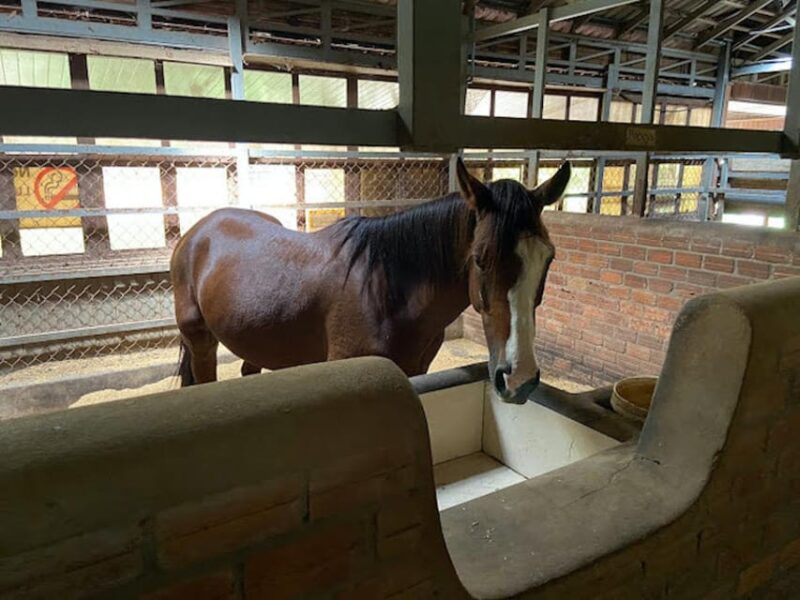 Siem Reap Happy Horse Riding Free Pick-up & Drop-off - Tips for a Great Ride