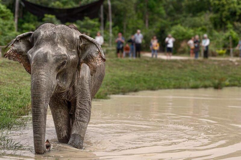 Siem Reap: Small Group Tour of Kulen Elephant Forest - Customer Feedback and Ratings