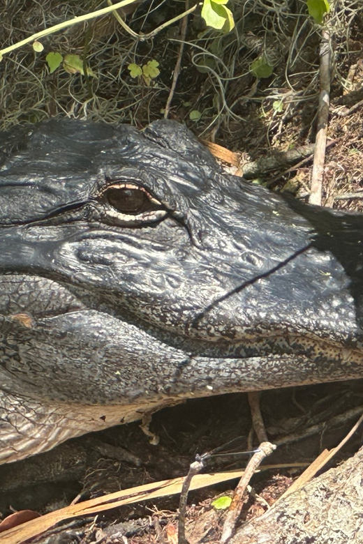 Silver Springs: Guided Clear Kayak or Paddleboard Gator Tour - Pricing and Reservations