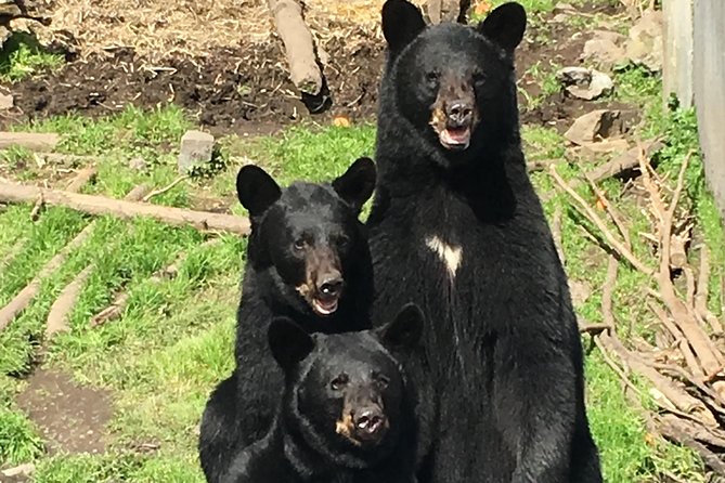 Simply Amazing Sitka Tour: Fortress of the Bear, Alaska Raptor, & Totems - Unique Tour Experience