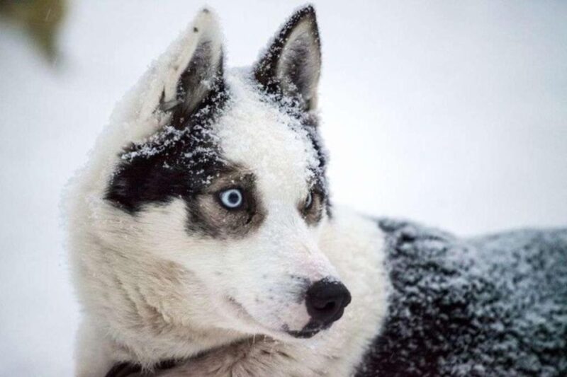 Sirkka: Husky Sled Ride in Levi - Booking Process