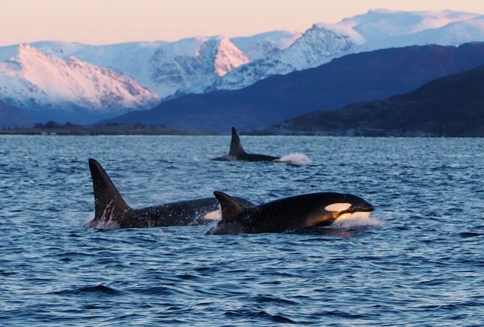 Skjervøy: Whale and Orca Watching Tour by RIB Boat - Customer Reviews and Ratings