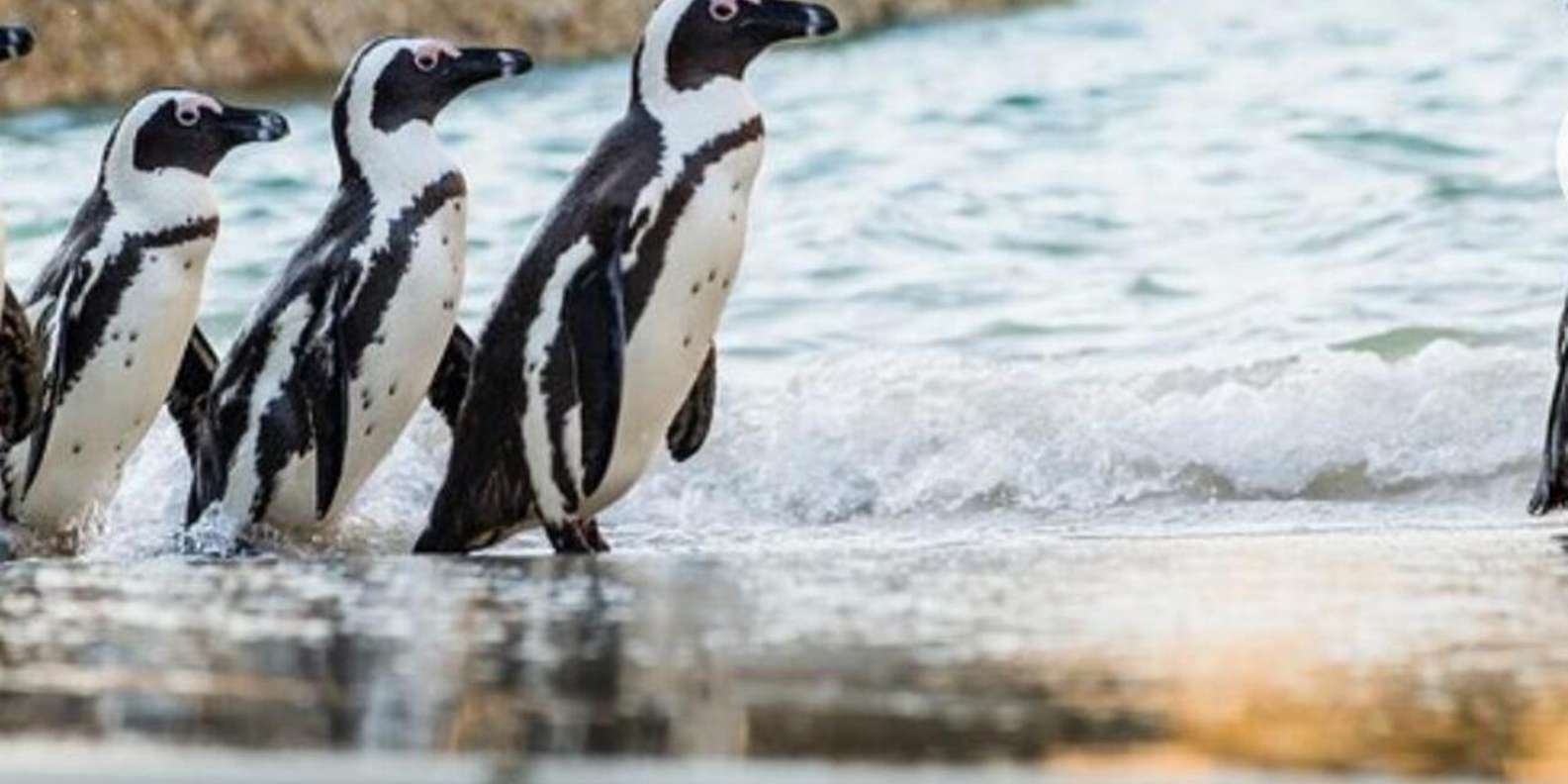 Small Group: African Penguins,Boulders Beach-Half-Day Tour. - Important Information