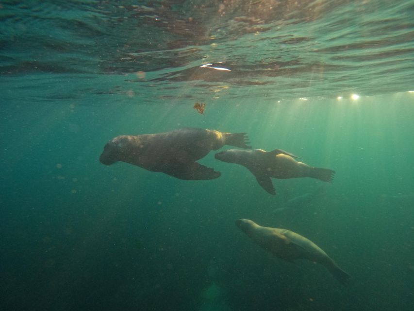 Snorkeling With Sea Lions - Inclusions