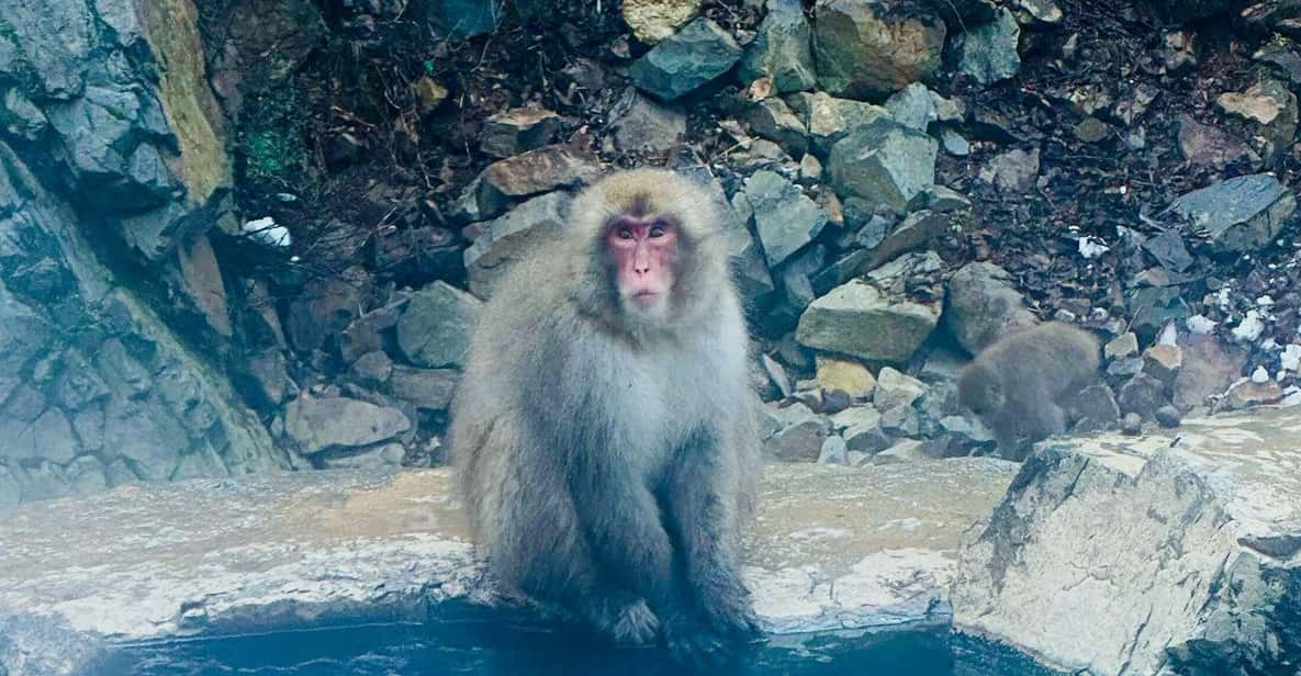 Snow Monkey and Zenko-ji Temple Nagano One Day Tour - Tour Features and Amenities