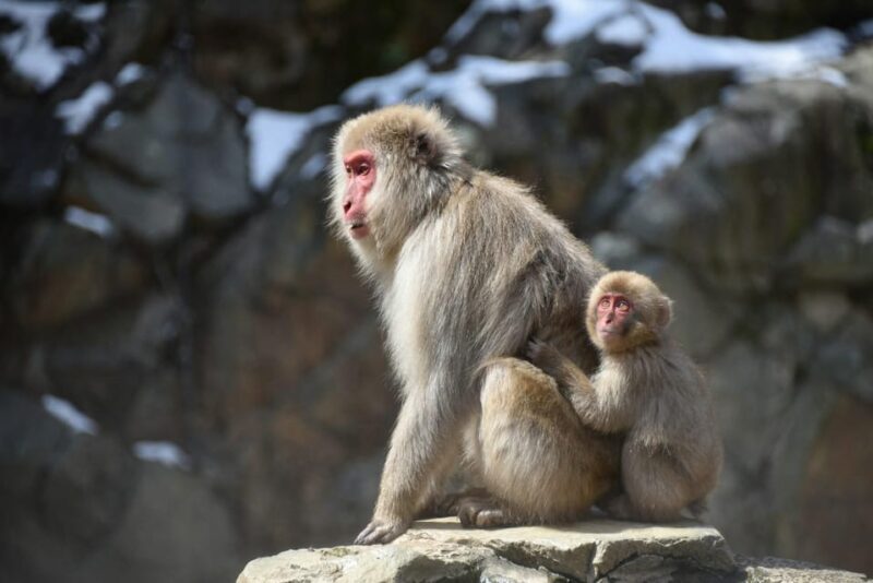 Snow Monkey, Zenko Ji Temple, Sake in Nagano Tour - Tour Logistics and Meeting Points