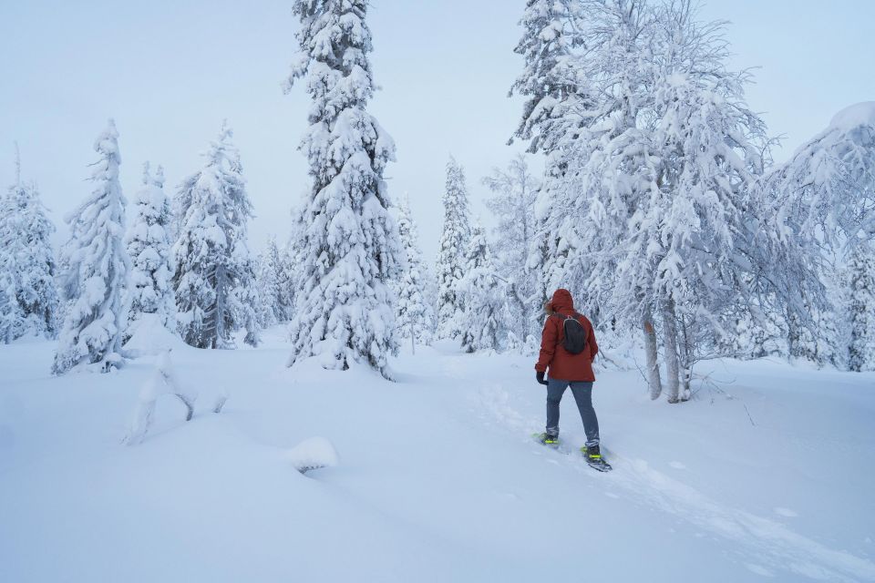 Snowshoeing in the Frozen Forest - Safety and Suitability