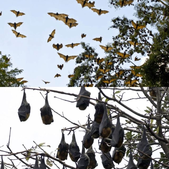 South Battambang Banan Temple, Killing Cave,Bat Cave,Sun Set - Cultural Insights