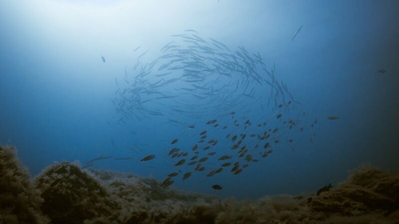 South Tenerife: Guided Snorkeling - Customer Feedback and Ratings