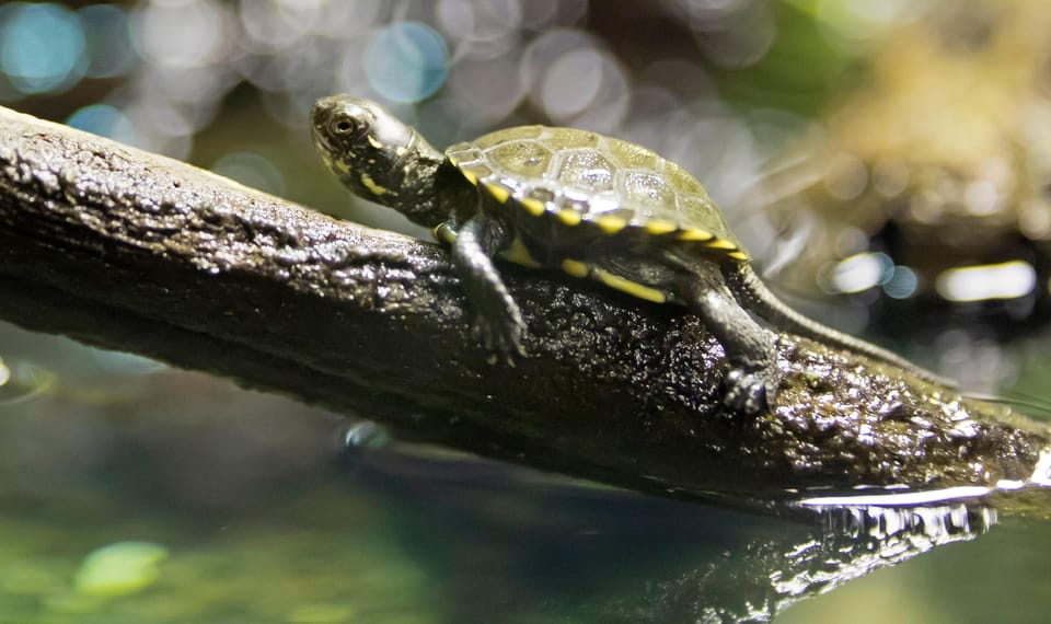 Speyer: SEA LIFE Behind the Scenes Tour - Suitability and Accessibility