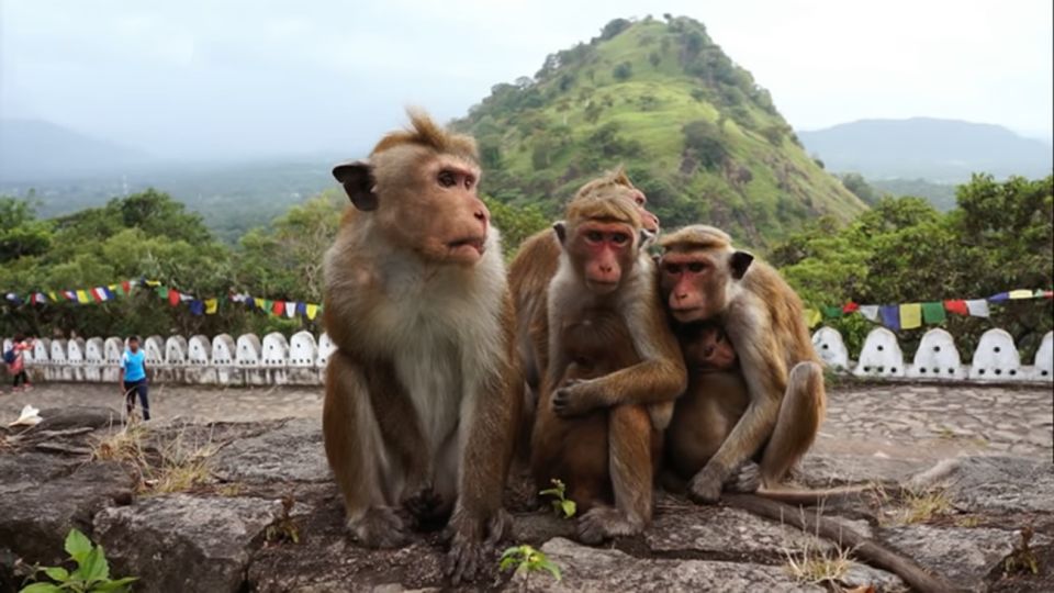 Sri Lanka Bentota: Day Trip to Sigiriya and Dambulla Temple - Sri Lankan Spice Garden