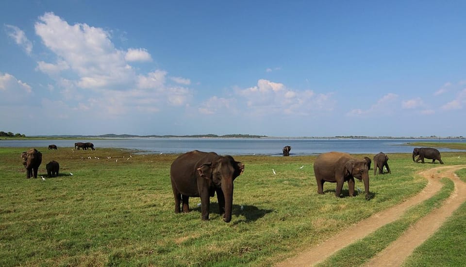 Sri Lanka Hill Country Exclusive 4-Day Tour - Experience and Activities