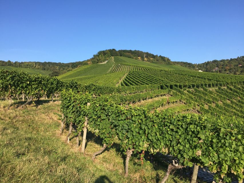 Stuttgart: 2-Hour Vineyard Hike With Tastings - Cancellation and Booking Policies