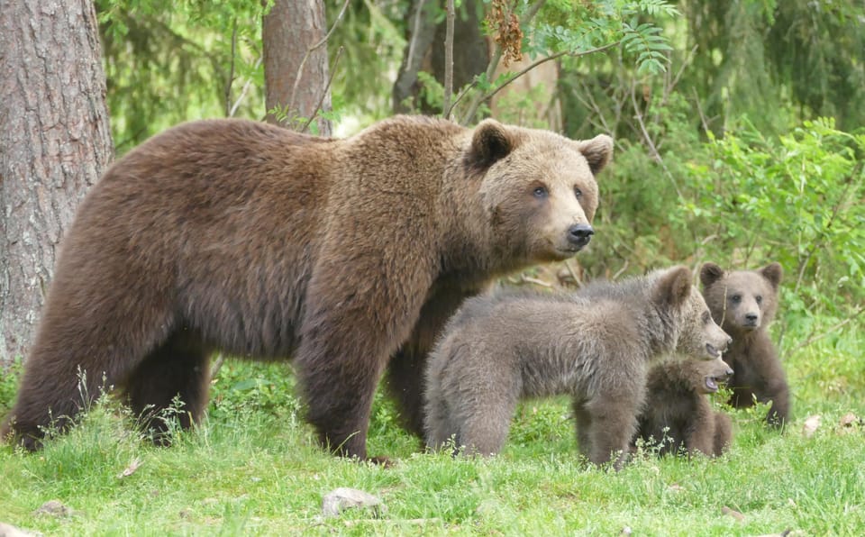 Suomussalmi, Finland: Bear Watching and Photography Night - Accessibility Information