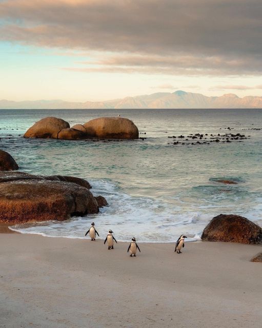 Swim With Penguins at Boulders Beach Penguin Colony - Customer Feedback