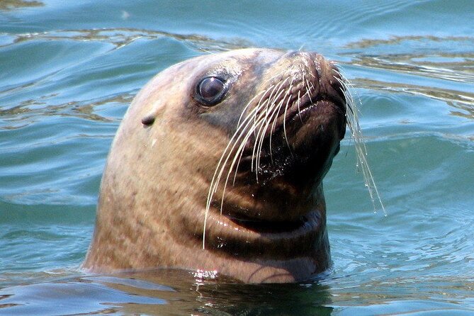 Swimming With Sea Lions in Islas Palomino Lima - Booking and Participation Requirements